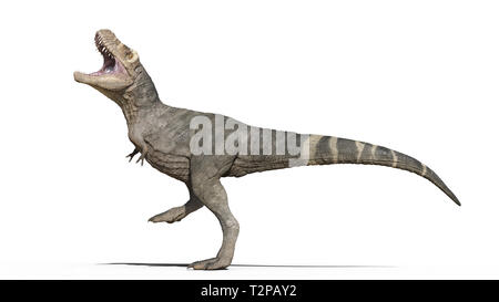 T-Rex, dinosaure Tyrannosaurus rex, reptile jurassique préhistorique piétinant des animaux sur fond blanc, 3D illustration Banque D'Images