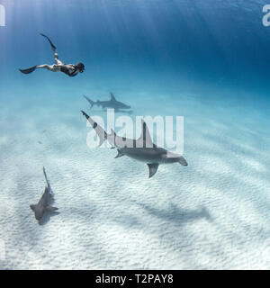 Vue sous-marine d'une grande femelle requins marteaux et de plongée sous marine natation sur des fonds marins, Alice Town, Bimini, Bahamas Banque D'Images