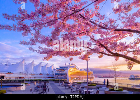 Des signes certains de printemps. Fleurs de cerisier et premier bateau de croisière de la saison, Vancouver, British Columbia, Canada Banque D'Images