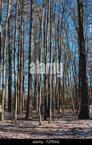 Stellario holosteae type d'Europe, les forêts avec charme arbres durant l'hiver en Pologne Banque D'Images