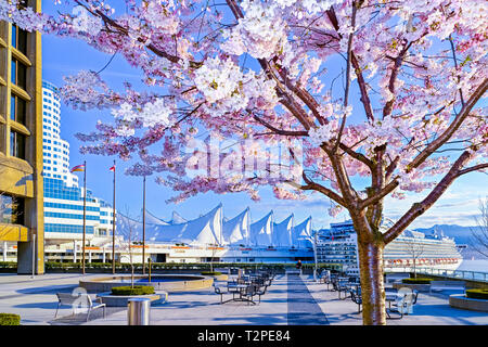 Des signes certains de printemps. Fleurs de cerisier et premier bateau de croisière de la saison, Vancouver, British Columbia, Canada Banque D'Images
