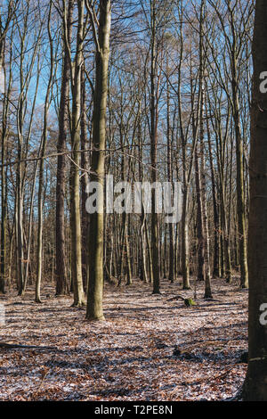 Stellario holosteae type d'Europe, les forêts avec charme arbres durant l'hiver en Pologne Banque D'Images