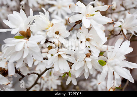 Magnolia stellata, souvent appelé magnolia 'star' Banque D'Images