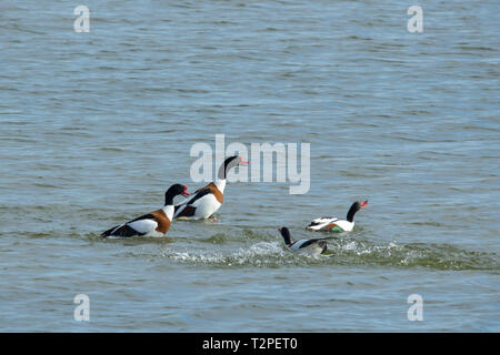 Deux hommes shelducks (Tadorna tadorna), chase les deux femmes dans une frénésie d'accouplement Banque D'Images