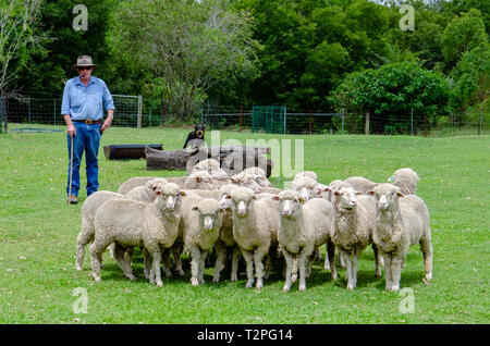 Un berger se prépare à un procès de berger en sanctuaire de Lone Pine, Brisbane Banque D'Images