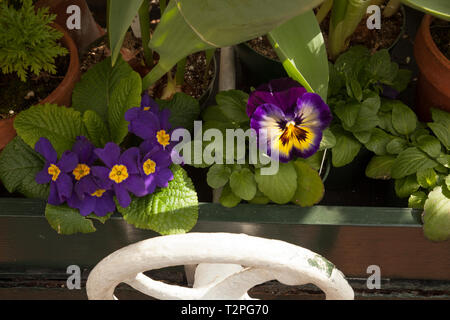 Les fleurs de printemps dans une serre, pansy et primrose. Banque D'Images