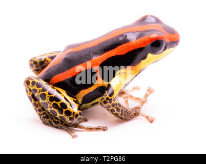 Poison dart frog ou flèches, Ranitomeya uakarii jambes dorées morph. Une Dendrobates de la forêt amazonienne au Pérou. Cet animal vit dans les régions tropicales Amaz Banque D'Images