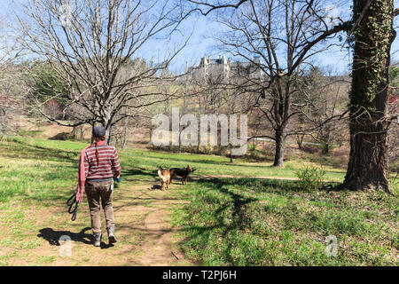 Une femme entre ses chiens sur une piste, la Biltmore House dans l'arrière-plan, sur le Biltmore Estate à Asheville, NC, USA Banque D'Images