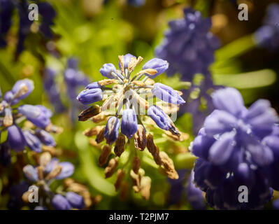 Grape hyacinth flower au soleil printanier d'un jardin urbain de Londres, Angleterre, Royaume-Uni, Europe Banque D'Images