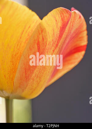 Seul tulip-vie encore largement contre fond uni Banque D'Images