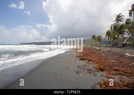 Plage côtière, Londonderry, Dominique, Caraïbes Banque D'Images