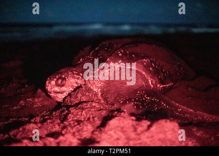 Tortue pondre sur la plage, de la Dominique, des Caraïbes. Banque D'Images