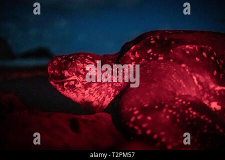 Tortue pondre sur la plage, de la Dominique, des Caraïbes. Banque D'Images