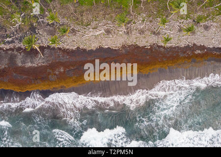 Vue aérienne de sargassum seaweed sur le rivage d'une plage en Dominique Banque D'Images