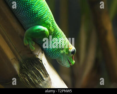 Un jour madagascar gecko géant sur une tige de bambou Banque D'Images