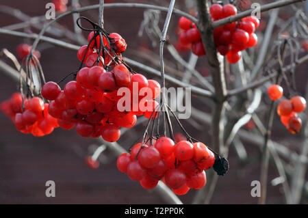 Succursales / filiale de viburnum ordinaire avec des baies à la fin de l'automne la nourriture pour oiseaux. Banque D'Images