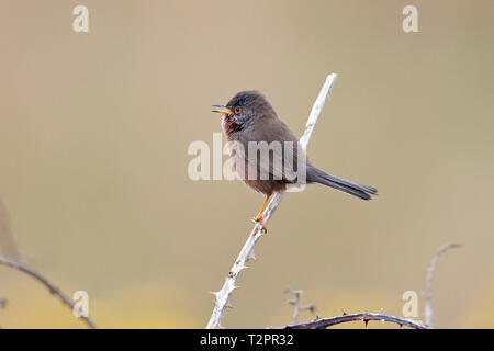 Dartford Warbler (Sylvia undata) Banque D'Images