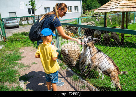 Petit garçon avec mère nourrir des chèvres en contact zoo. l'heure d'été Banque D'Images