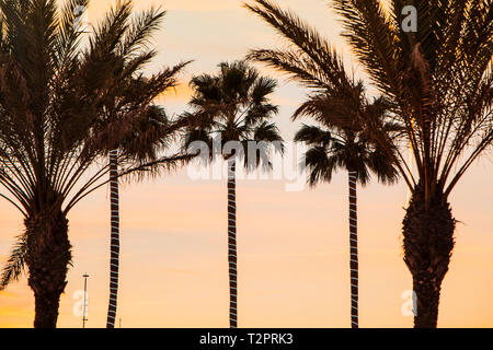 Palmiers au coucher du soleil, Sitges, Catalogne, Espagne Banque D'Images