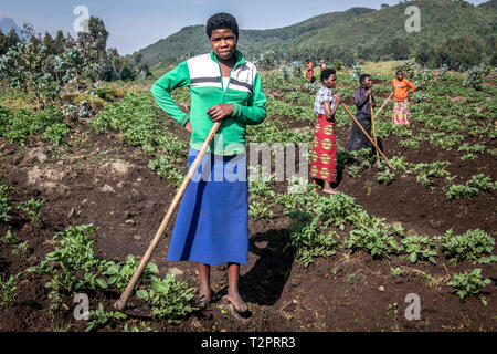 Les travailleurs dans les champs de pommes de terre sur les petites exploitations agricoles à proximité du Parc National des Volcans, au Rwanda Banque D'Images