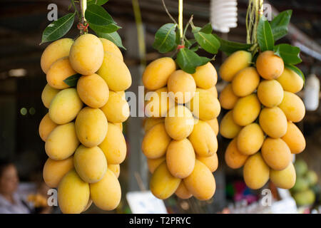 Marian plum ou gandaria ou mangue prune sur box pour vendre à un magasin local dans la région de Nakhon Nayok, Thaïlande Banque D'Images