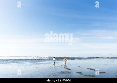 Deux chiens courir sur la plage sur l'océan Banque D'Images