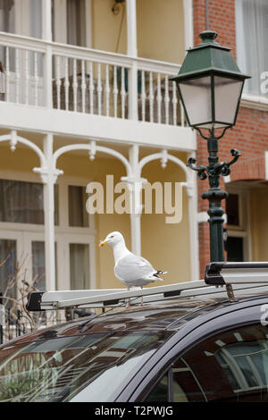 Oiseau blanc sur l'arrière-plan d'une belle maison avec un balcon blanc. Seagull coin sur un toit de voiture à côté du Green Lantern. Banque D'Images