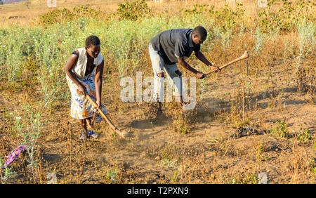 Homme et femme du Malawi travailler dans leurs champs avec des houes la préparation des terres rempli de mauvaises herbes Banque D'Images