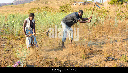 Homme et femme du Malawi travailler dans leurs champs avec des houes la préparation des terres rempli de mauvaises herbes Banque D'Images