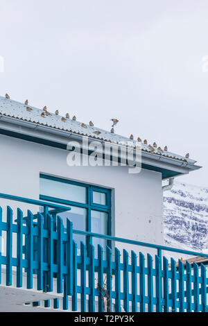 Le Bruant des neiges, Plectrophenax nivalis, réunis à Ísafjörður, situé le long de la grand fjord appelé Ísafjarðardjúp, dans la région des Westfjords Icela Banque D'Images