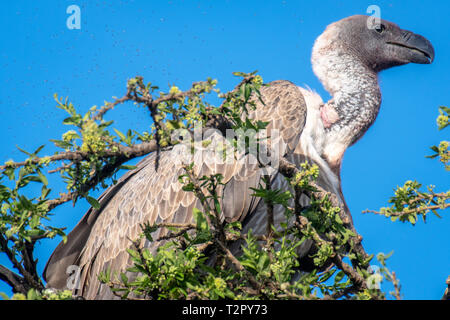 Les vautours à dos blanc de l'Afrique (Gyps africanus) perché sur un arbre, Maasai Mara National Reserve, Kenya, Africa Banque D'Images