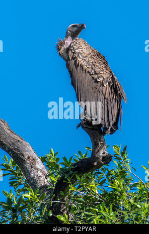 Les vautours à dos blanc de l'Afrique (Gyps africanus) perché sur un arbre, Maasai Mara National Reserve, Kenya, Africa Banque D'Images