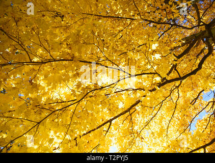 À la recherche jusqu'au couvert des arbres couverts de feuilles d'automne jaune vif. Banque D'Images