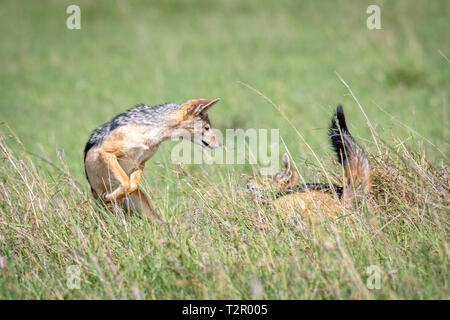 Le chacal à dos noir (Canis mesomelas) jouent dans l'herbe en Masai Mara National Reserve, Kenya Banque D'Images