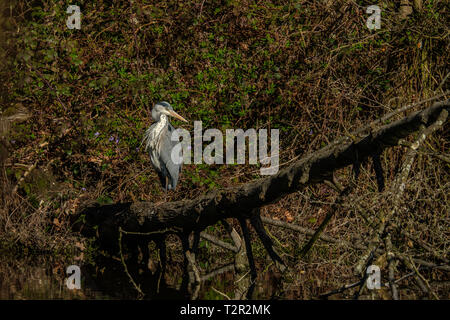 Héron cendré Ardea cinerea perché sur un arbre tombé Hampton Bushy Park London England Banque D'Images