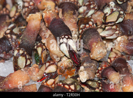 Goose barnacles (ordre walkeri), également appelé les balanes balanes cygne ou harcelées Banque D'Images