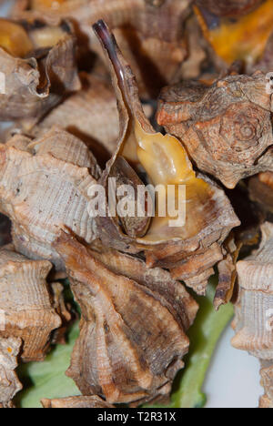 Une coquille de Bolinus brandaris sur un marché en Espagne Banque D'Images