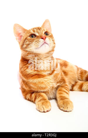 Le maquereau le gingembre tabby kitten looking up isolé sur fond blanc Banque D'Images