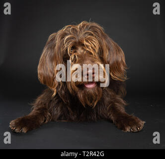 Brown labradoodle chien dans studio Banque D'Images