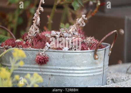 Houseleek dans bol en métal décoratif Banque D'Images