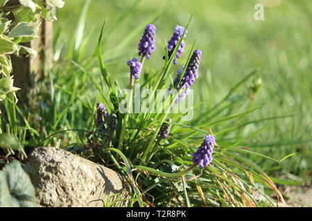 Jacinthe magnifique dans la prairie avec un fond Banque D'Images