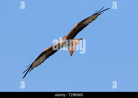 Le milan royal (Milvus milvus) en vol sur fond de ciel bleu Banque D'Images