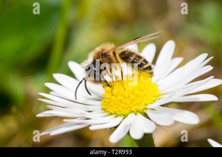 Sandbiene, Andrena, mining bee Banque D'Images