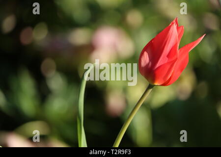 Czarred tulip devant un fond pour les modèles. Banque D'Images