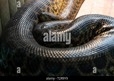 Anaconda serpent dans une cage de zoo à Zagreb Banque D'Images