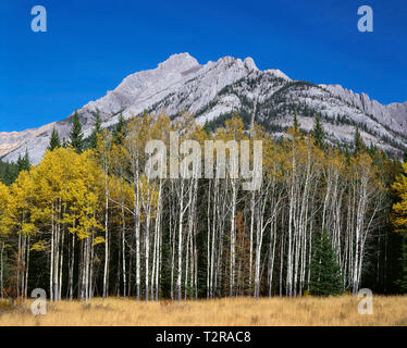 Le Canada, l'Alberta, parc national de Banff, prairie et de couleur d'automne tremble sous Cockscomb montagne qui fait partie de la gamme Sawback. Banque D'Images