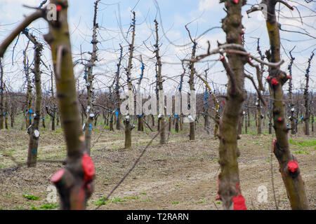 Pommiers dans le jardin, l'élagage des pommiers, la protection des branches coupées avec revêtement de peinture. Banque D'Images