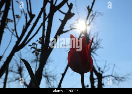 Tulip dans l'éclairage du soleil comme un messager du printemps Banque D'Images