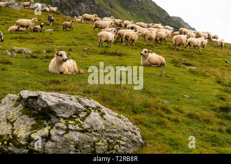 Troupeau de moutons paissant sur la montagne verte en pente jour brumeux, montagnes des Carpates, en Roumanie. Banque D'Images