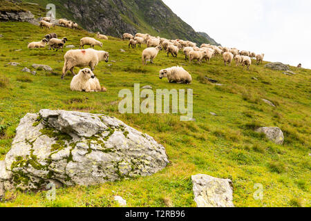 Troupeau de moutons paissant sur la montagne verte en pente jour brumeux, montagnes des Carpates, en Roumanie. Banque D'Images